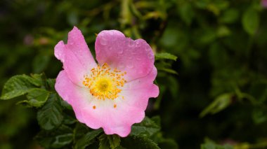 Güzel pembe bir çiçek açar, taç yaprakları taze yağmur damlalarıyla parlar. Canlı yeşil yapraklarla çevrelenmiş, sabah sükunetini yakalayan sakin bir bahçe ortamının ortasında duruyor..