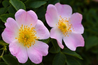 İki zarif pembe çiçek, yumuşak yapraklarını ve canlı sarı merkezlerini sergiliyor yemyeşil yaprakların arasında, sakin bir bahçede ilkbaharın güzelliğini sembolize ediyorlar..