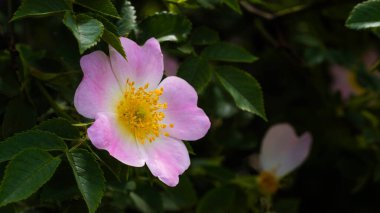 Canlı kır çiçekleri ılık güneş ışığı altında yumuşakça açılır, pastel yapraklarını ve altın erkekliklerini sergilerler. Yakınlardaki yeşillik, doğal ortamın huzur veren güzelliğini arttıran yemyeşil bir zemin sağlar..