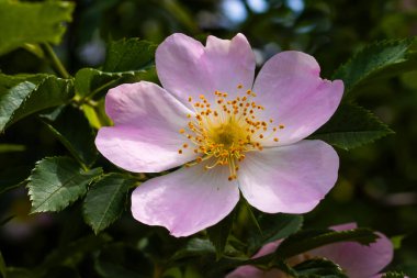 Sersemletici bir yaban gülü yumuşak pembe taç yapraklarını açar, merkezinde altın erkeksi bir patlama meydana getirir..