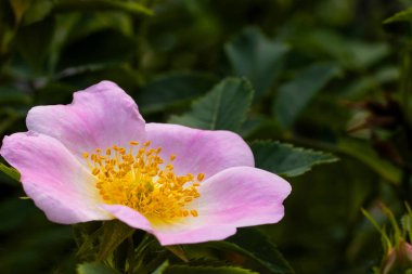 Canlı sarı erkek organları olan yumuşak pembe bir çiçek güzel bir bahçede açılır. Narin taç yaprakları güneş ışığını yakalar ve huzurlu bir günde doğanın güzelliğini ön plana çıkarır..