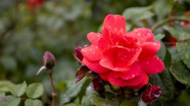 Yapraklarına yapışmış su damlacıklarıyla çarpıcı kırmızı bir gül yeşil yaprakların arasında duruyor, yazın serinletici bir yağmur sonrası yemyeşil bir bahçede doğanın güzelliğini somutlaştırıyor..