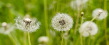 Yumuşak, beyaz karahindiba tohumları, yemyeşil çimen yapraklarıyla çevrili sıcak güneş ışığı altında havada sürüklenir. Huzurlu ortam bir huzur ve merak hissi uyandırıyor..