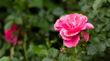 Zarif pembe bir gül, zarif yeşil yaprakların arasında ortaya çıkar. Narin yapraklarını ve büyüleyici kokusunu sergiler..