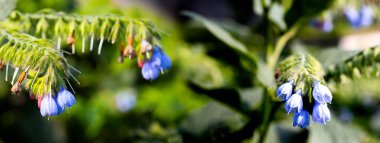 Mavi ve pembenin gölgelerinde, güneş yaprakların arasından süzülürken parlak yeşil yapraklarla çevrili saplarından zarif bir şekilde sarkan yumuşak çiçekler..