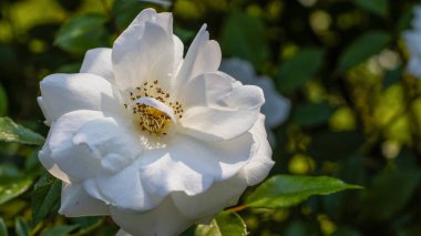 Göz kamaştırıcı beyaz bir gül canlı yeşil yaprakların arasında zarif bir şekilde çiçek açar, sakin bir bahçenin sıcak güneş ışığında güneşlenir. Doğanın güzelliği yumuşak odak ve doğal ışıkla gelişir..