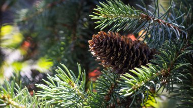 Bir çam kozalağı canlı yeşil çam iğneleri arasında dinlenir, doğanın güzelliğini gösterir. Güneş ışığı dalların arasından süzülüp bu büyüleyici orman manzarasını aydınlatıyor..