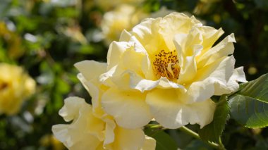 Bereketli bir bahçe ortamında, yumuşak sarı güller yapraklarını açar, karmaşık katmanlar ve altın erkeklik organları ortaya çıkar. Güneş ışığı yaprakların arasından süzülüp güzelliklerini arttırır..