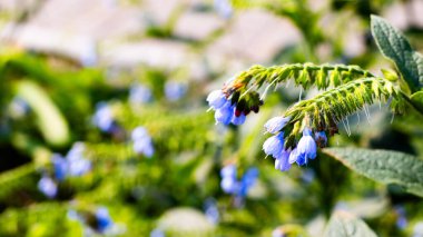 Canlı mavi çiçekler yemyeşil çiçeklerden çıkar, hafif meltemde zarifçe salınırlar. Güneş ışığı süzülüyor, huzurlu bahçedeki neşeli sahneyi aydınlatıyor..