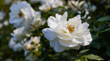 Canlı beyaz güller, sakin bir bahçe ortamında serpilmiş, sıcak güneş ışığı altında narin taç yapraklarını sergilerken, yemyeşil ile çevrili, onlara hayran olan herkese huzur ve neşe getiriyordu..
