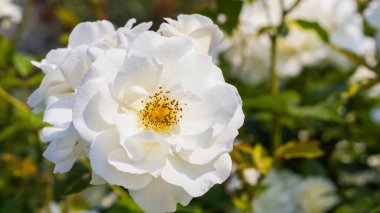 Yumuşak yapraklar zarafetle açılır, altın bir polen kalbini ortaya çıkarır. Enfes beyaz gül, güneşin yumuşak ışınları tarafından öpülen zengin yeşilliklerin arasında güzelliğin bir sembolü olarak duruyor..