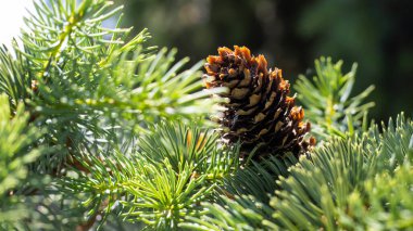 Bir çam kozalağı bereketli yeşil iğnelerin arasına yuva yapar, sıcak güneş ışığında güneşlenir. Sakin atmosfer, hayat ve güzelliklerle dolu sakin bir orman ortamını işaret ediyor..
