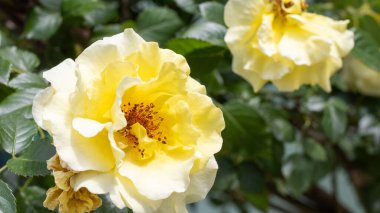 Göz kamaştırıcı sarı güller çiçek açıyor, dingin bir bahçede canlı yeşil yapraklarla çevrili. Güneş ışığı güzelliklerini artırarak büyüleyici bir atmosfer yaratıyor..