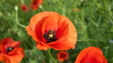Parlak turuncu gelincikler yemyeşil bir çayırda tutkuyla çiçek açarlar. Arılar etrafta vızıldayarak güneşin sıcacık parıltısı altında nektar toplar ve canlı bir yaz ortamı yaratır..