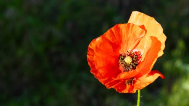 Güneş ışığıyla yıkanan bu çarpıcı portakal gelinciği, yemyeşil çimlerin arasında, sakin bir çayırda duruyor. Narin taç yaprakları parlak bir ışıltıyla açılır, geçen herkesin hayranlığını uyandırır..