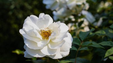 Parlak beyaz güller huzurlu bir bahçede zarifçe açar güneşin sıcaklığında güneşlenirler. Yumuşak yaprakları ortaya çıkar, altın erkeklik organlarını ortaya çıkarır, tozlayıcıları güzelliklerinin tadını çıkarmaya davet eder..