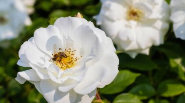 Canlı bir bahçede, bir arı özenle beyaz bir gülün yapraklarından polen toplar. Güneş ışığı manzarayı aydınlatır. Çiçeklerin ve tozlayıcıların doğal güzelliğini arttırır..