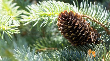 Canlı bir çam kozalağı yemyeşil iğnelerin arasında dinleniyor, sakin bir sabah güneşinin altında güneşleniyor. Doğanın ahengi barışçıl bir atmosfer yaratır. Yansıma ve hayranlık uyandırır..