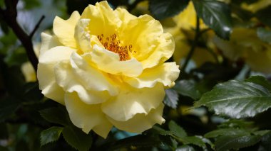 Parlak sarı bir gül verimli yeşillikler arasında zarifçe açar ve baharın özünü yakalar. Yumuşak yapraklar açılır. Karmaşık detaylar ortaya çıkar. Huzur hissi uyandırır..