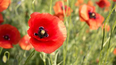 Kırmızı gelinciklerin çarpıcı görüntüsü göz kamaştırıcı taç yaprakları ve narin siyah merkezleriyle büyülüyor. Parlak yeşil çimenler hafif bir esintide sallanır ve dingin atmosfere katılır..