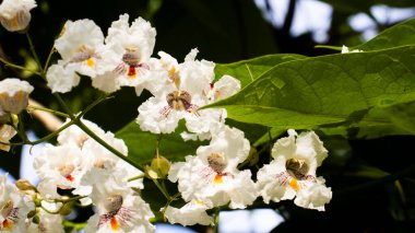 Karmaşık desenlere sahip narin beyaz çiçekler canlı yeşil yaprakların arasında serpilmiş. Güneşli bir bahçede, hayranlık ve huzur uyandıran sakin bir atmosfer yaratıyor..