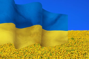 Güzel bir Ukrayna bayrağı rüzgarda hafifçe dalgalanıyor, güneş ışığında güneşlenen büyüleyici bir ayçiçeği manzarasına karşı, canlı ve neşeli bir sahne yaratıyor..