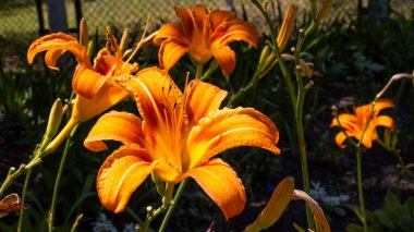 Huzurlu bir bahçede, canlı turuncu zambak kümeleri ılık güneş ışığında dans ediyor. Narin yaprakları yemyeşil ve renkli çiçeklerle çevrili olarak parlıyor ve huzurlu bir manzara yaratıyorlar..