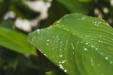Doğal organik konsept, yeşil yaprak üzerindeki su damlaları, doğa arka planı kapat