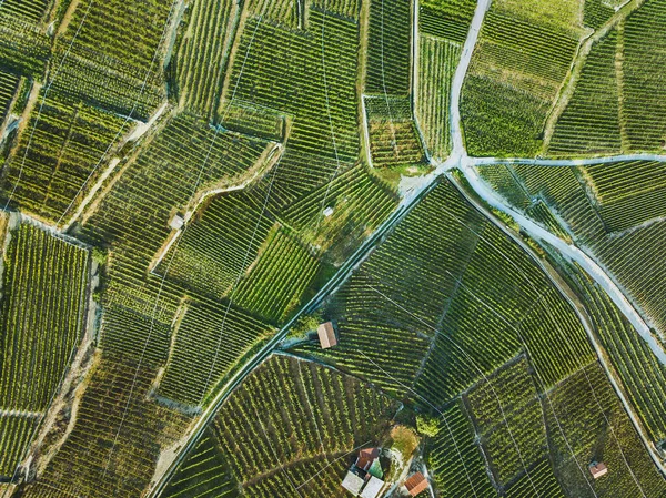 葡萄酒场美丽的空中景观 葡萄种植园的顶部景观 — 图库照片