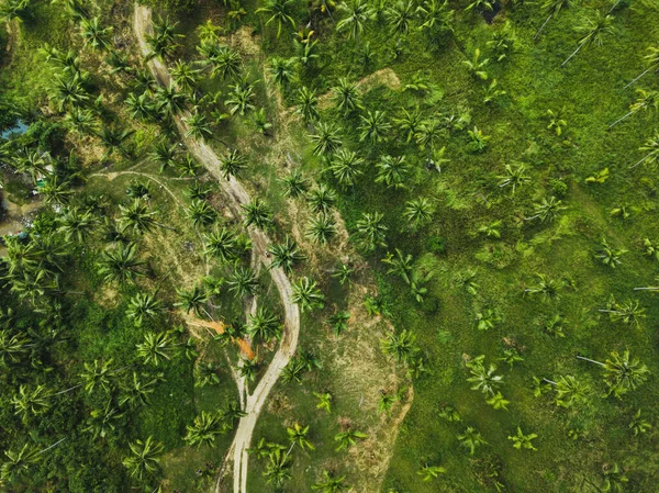 Aerial View Dirt Road Green Palm Trees Tropical Forest Exotic — Stock Photo, Image