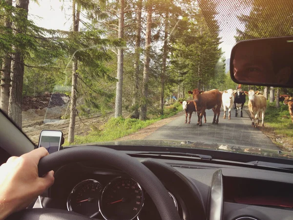 田舎を横断する牛に車が邪魔され — ストック写真