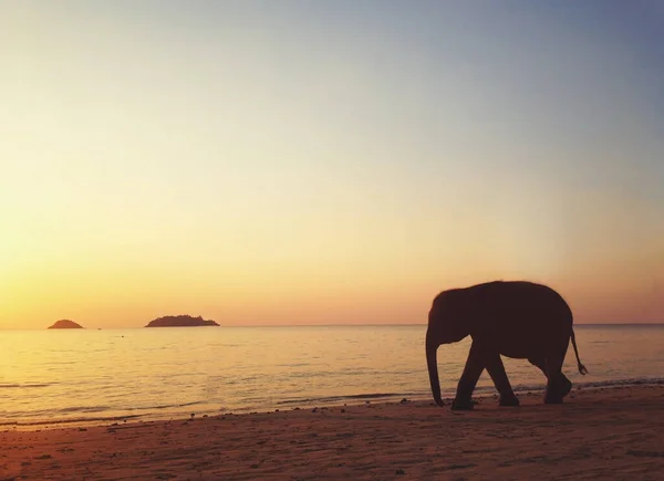 Elefant Walking Stranden Thailand Silhuet - Stock-foto