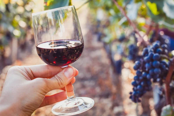 Provning Vin Degustation Handhållning Glas Vingård — Stockfoto