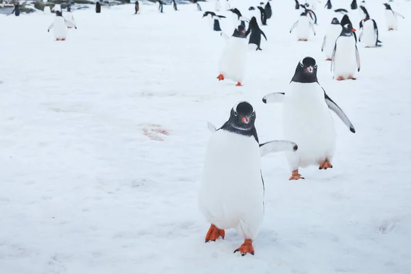 Bonito Engraçado Gentoo Pinguins Correndo Neve Para Câmera Curiosos Pássaros — Fotografia de Stock