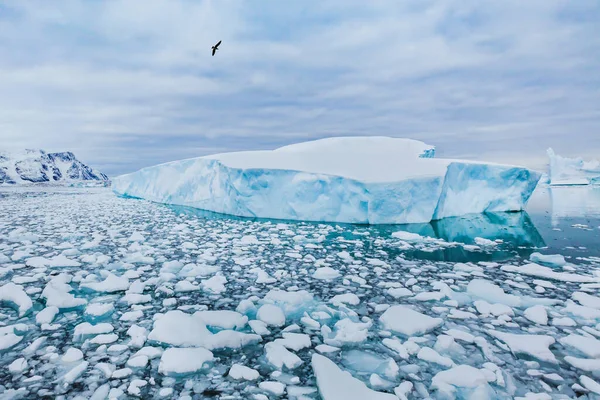 Antarktika Doğası Güzel Manzara Buzdağlarının Üzerinde Uçan Kuş — Stok fotoğraf