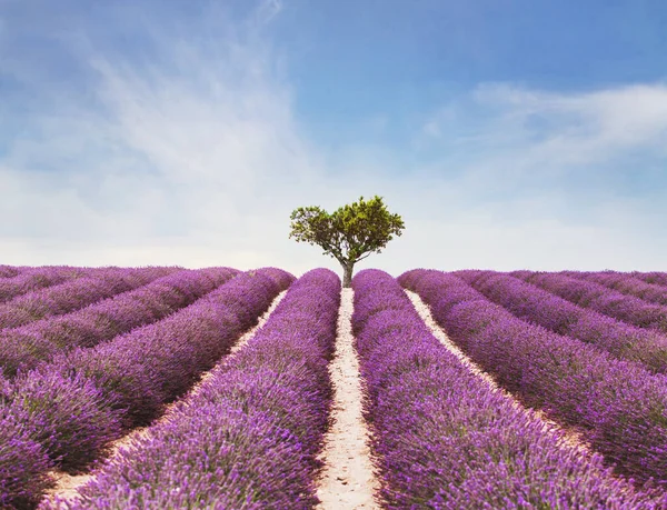 Güzel Ilham Verici Manzara Doğanın Renkli Güzelliği Çiçek Açmış Lavanta — Stok fotoğraf