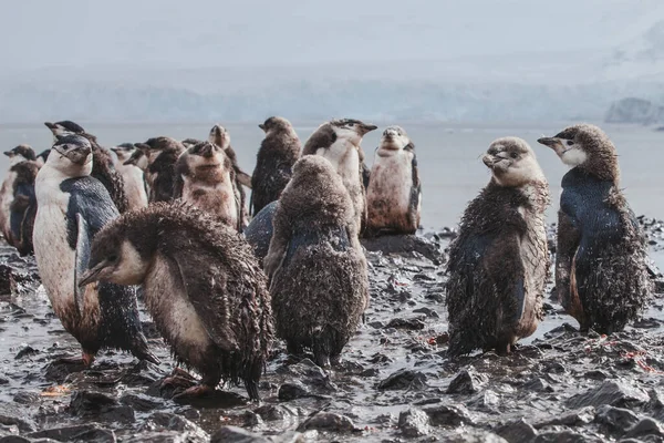 Špinaví Vlhcí Tučňáci Blátě Pod Deštěm Antarktidě Srandovní Ptáčci Nešťastný — Stock fotografie