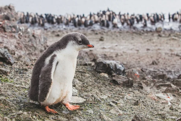 Gentoo Tučňák Antarktidě Roztomilé Zvířátko Ptáci Jižních Shetlandských Ostrovů — Stock fotografie