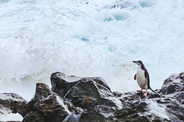 Храбрый Пингвин Антарктиде — стоковое фото