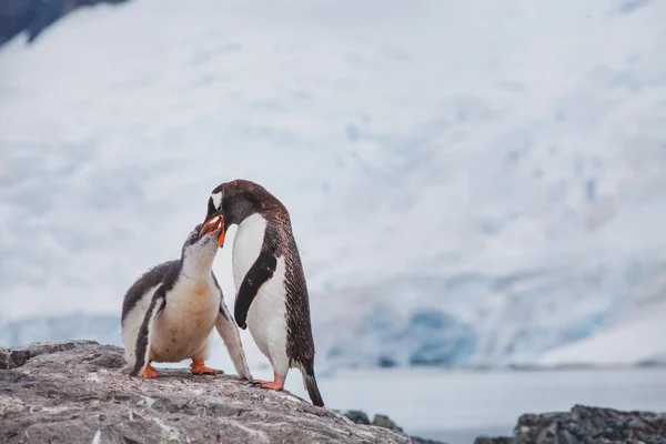 Gentoo Tučňák Krmí Své Dítě Šik Antarktidě — Stock fotografie