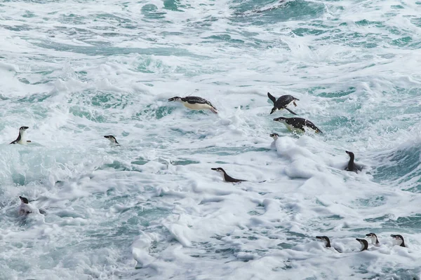 Pinguini Chinstrap Che Nuotano Onde Oceaniche Grezze Antartide — Foto Stock