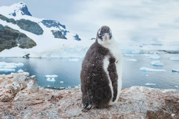 Gentoo Pinguin Chic Der Antarktis Neugierig Lustige Tier Baby Vogel — Stockfoto