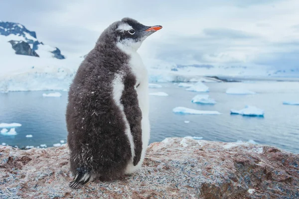 Gentoo Пингвин Антарктиде Ландшафт Антарктической Природы — стоковое фото