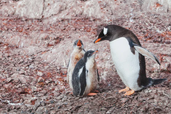 Gentoo Pinguim Pai Com Dois Chics Famintos Crianças Antártida Bonito — Fotografia de Stock