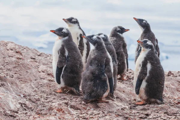 Muta Pinguini Gentoo Bambino Gruppo Giovani Uccelli Marini Antartide Natura — Foto Stock
