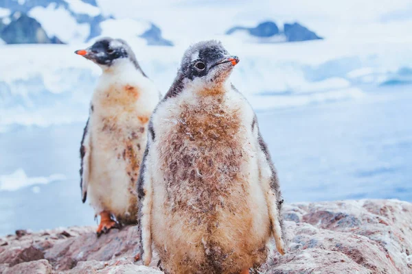 南極のかわいい汚いペンギンの雛 — ストック写真