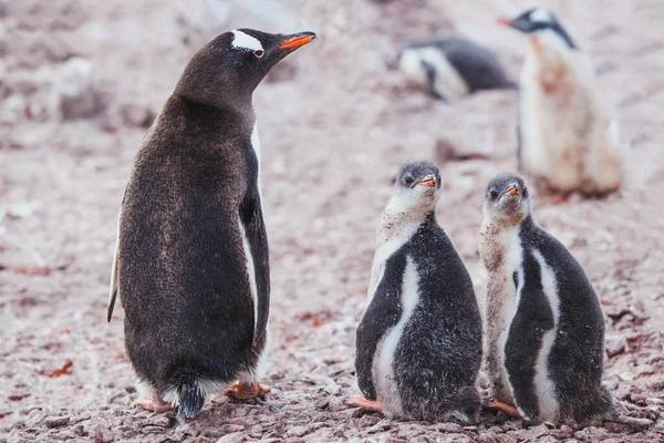 Bonito Bebê Pinguins Mãe Com Chiques Pássaros Antártida — Fotografia de Stock