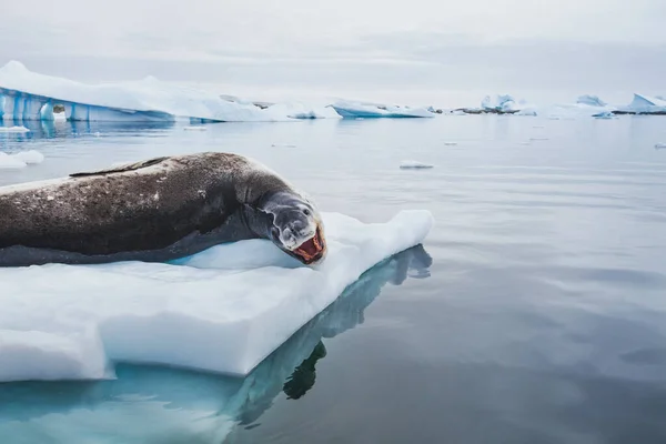 leopard seal with open mouth resting on iceberg in Antarctica