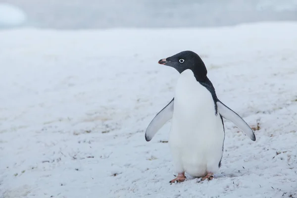 Адели Пингвин Антарктиде Антарктическая Дикая Природа — стоковое фото