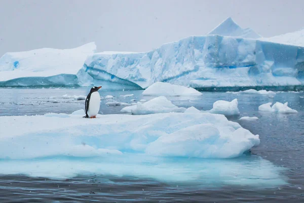 Pingwin Antarktydzie Przyroda Dzikiej Przyrody Piękny Krajobraz Górami Lodowymi — Zdjęcie stockowe